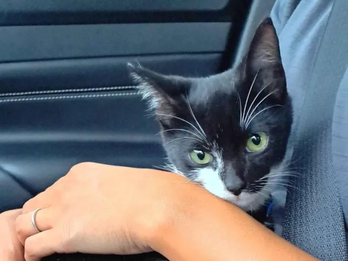 Gato raça SRD-ViraLata idade 2 a 6 meses nome Jorguinho