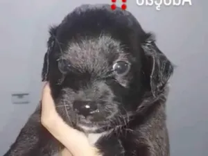 Cachorro raça Shitzu idade Abaixo de 2 meses nome Não tem
