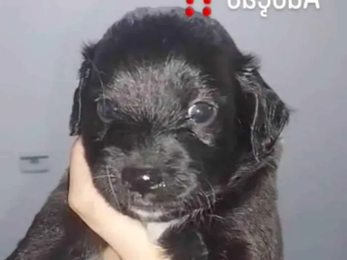 Cachorro ra a Shitzu idade Abaixo de 2 meses nome Não tem