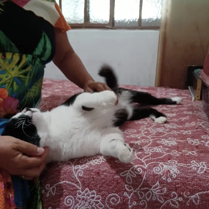 Cachorro raça SRD idade 2 anos nome Salen
