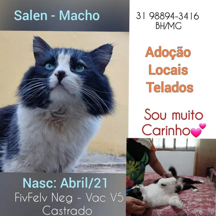 Cachorro raça SRD idade 2 anos nome Salen