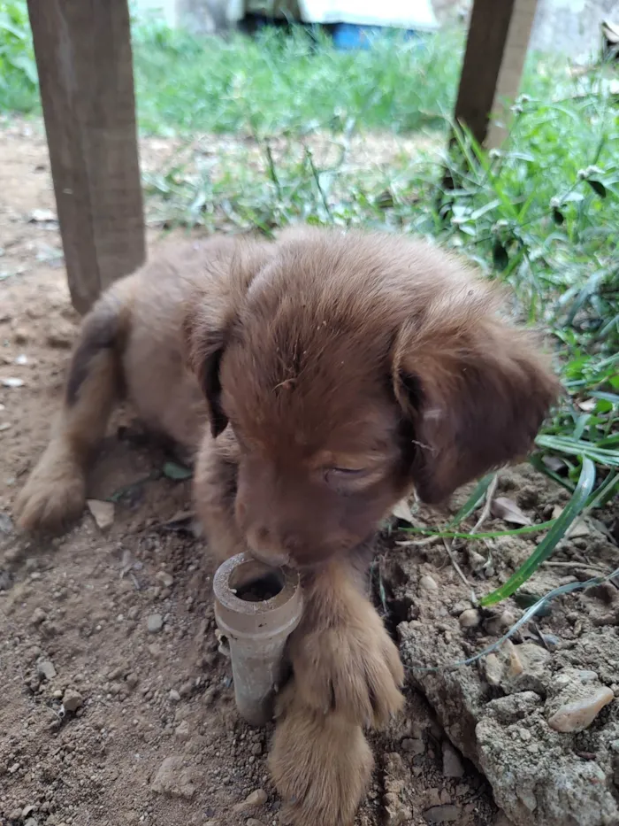 Cachorro ra a SRD idade Abaixo de 2 meses nome ADOÇÃO URGENTE 