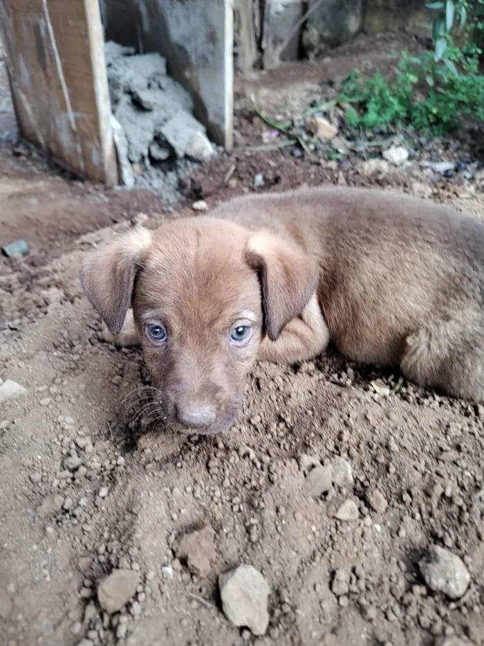 Cachorro ra a SRD idade Abaixo de 2 meses nome ADOÇÃO URGENTE 