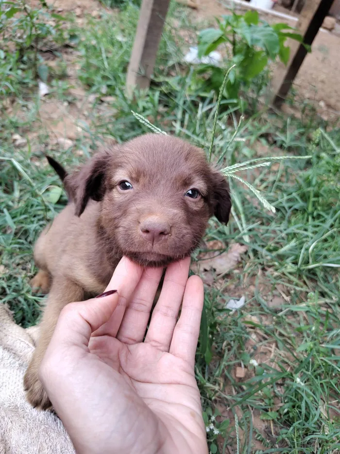 Cachorro ra a SRD idade Abaixo de 2 meses nome ADOÇÃO URGENTE 