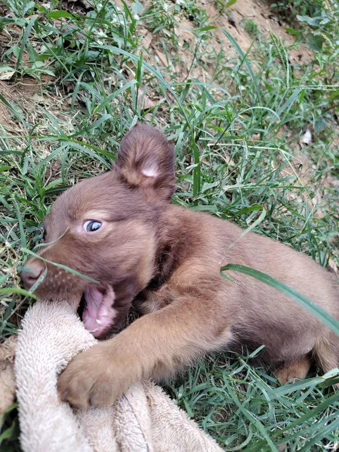 Cachorro ra a SRD idade Abaixo de 2 meses nome ADOÇÃO URGENTE 