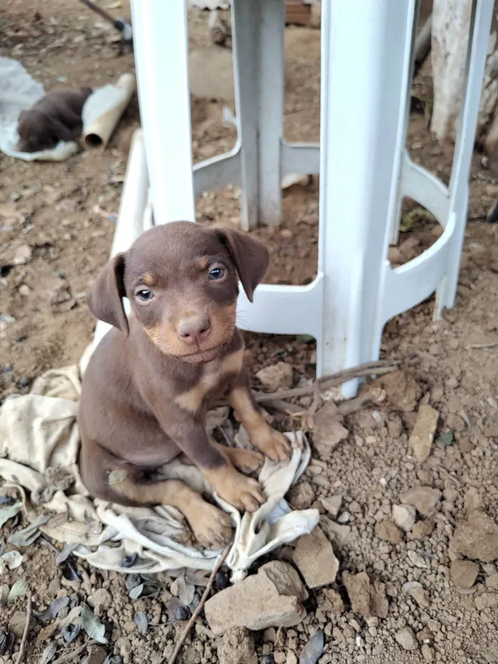 Cachorro ra a SRD idade Abaixo de 2 meses nome ADOÇÃO URGENTE 