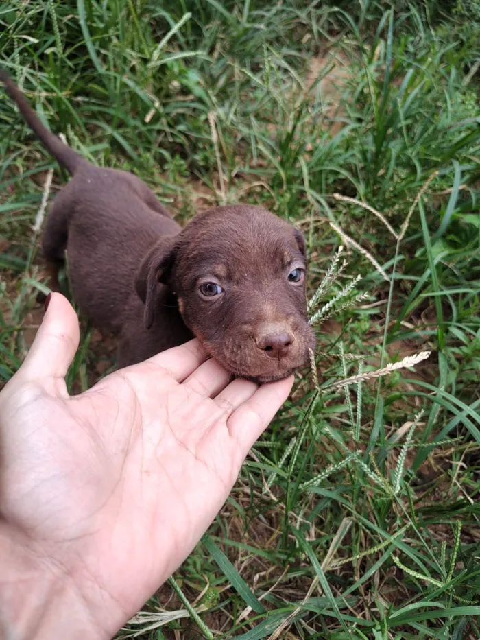 Cachorro ra a SRD idade Abaixo de 2 meses nome ADOÇÃO URGENTE 