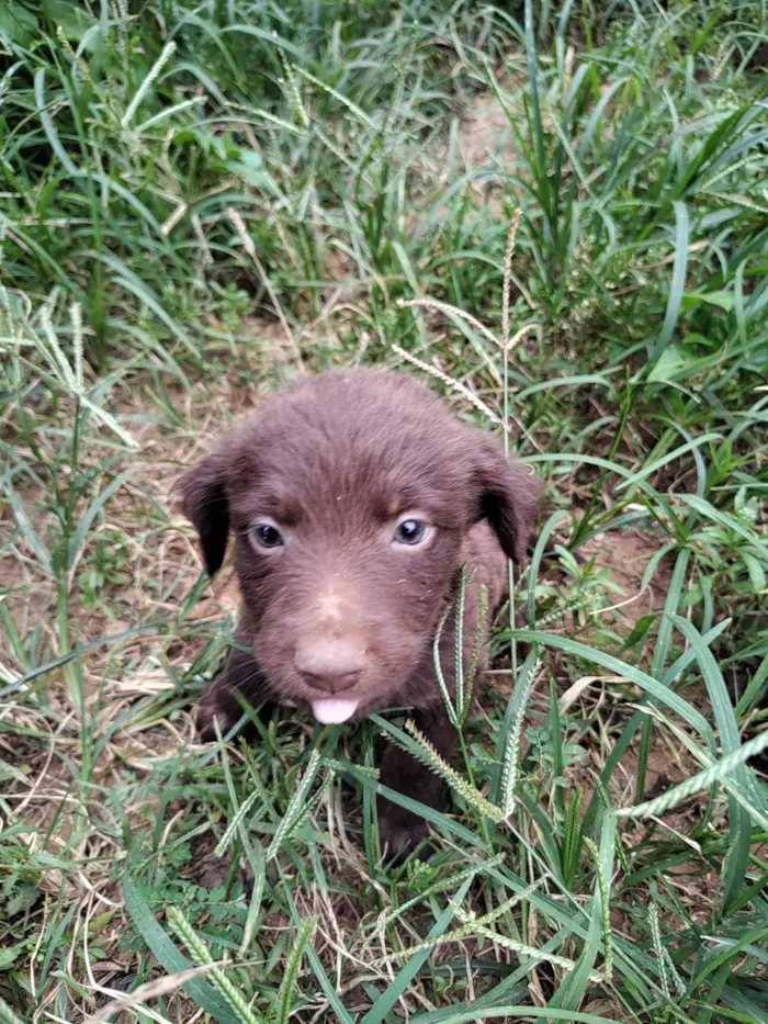 Cachorro ra a SRD idade Abaixo de 2 meses nome ADOÇÃO URGENTE 