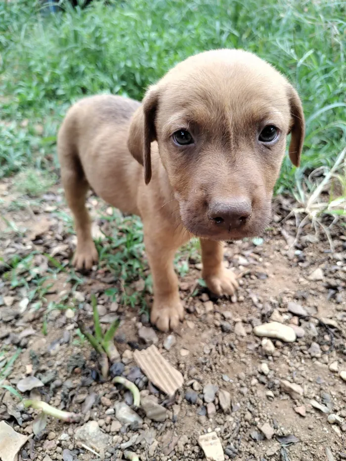 Cachorro ra a SRD idade Abaixo de 2 meses nome ADOÇÃO URGENTE 