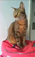 NALA
