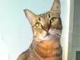 NALA