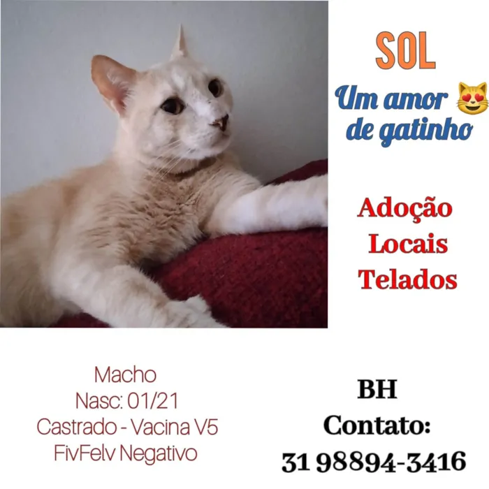 Gato raça SRD  idade 2 anos nome Sol