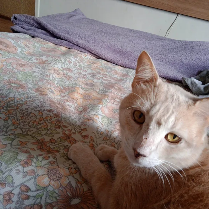 Gato raça SRD  idade 2 anos nome Sol