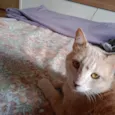 Sol
