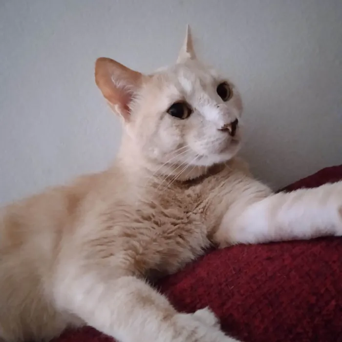 Gato raça SRD  idade 2 anos nome Sol
