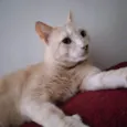 Sol