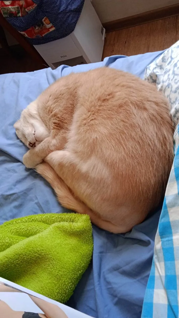 Gato raça SRD  idade 2 anos nome Sol