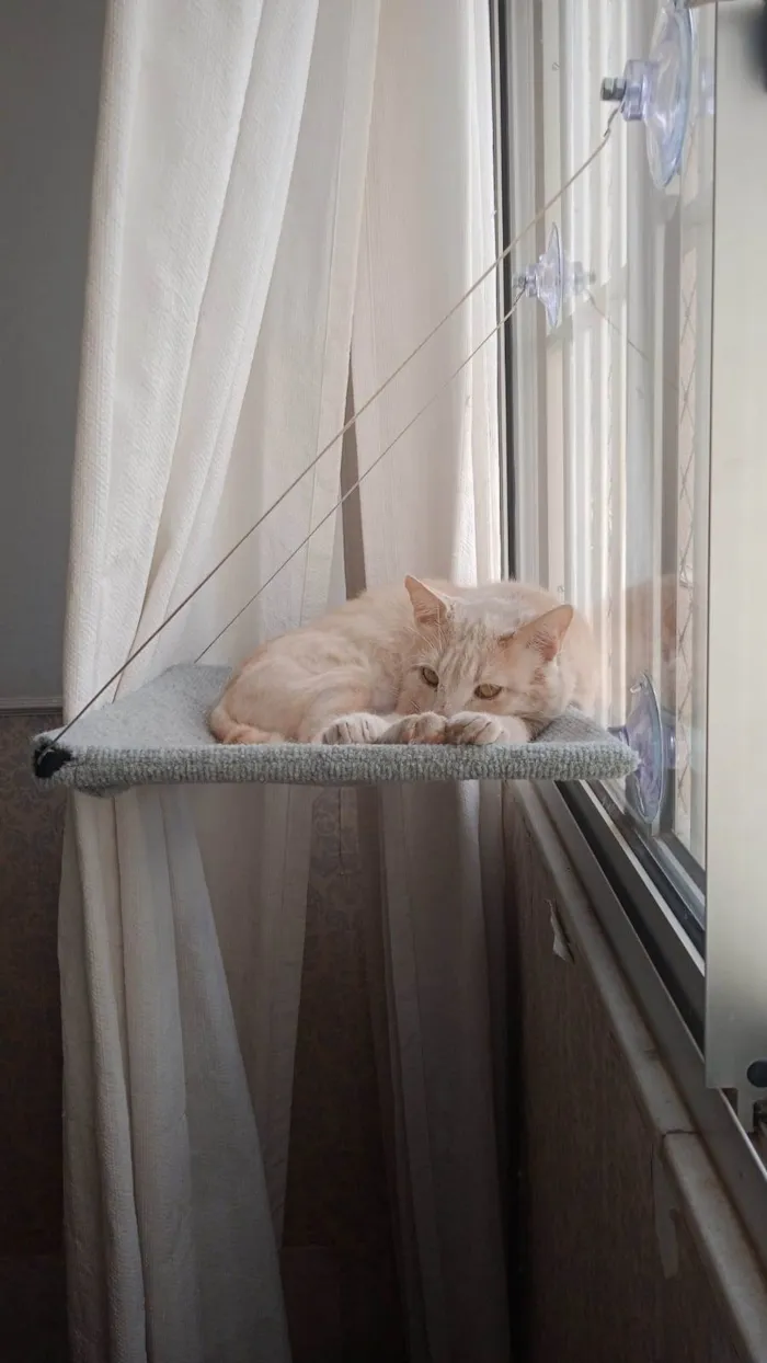 Gato raça SRD  idade 2 anos nome Sol