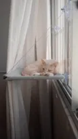 Sol