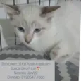 Bento - olhos Azuis 
