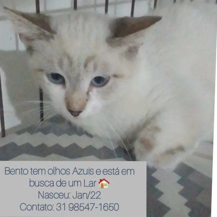 Gato raça SRD  idade 1 ano nome Bento - olhos Azuis 
