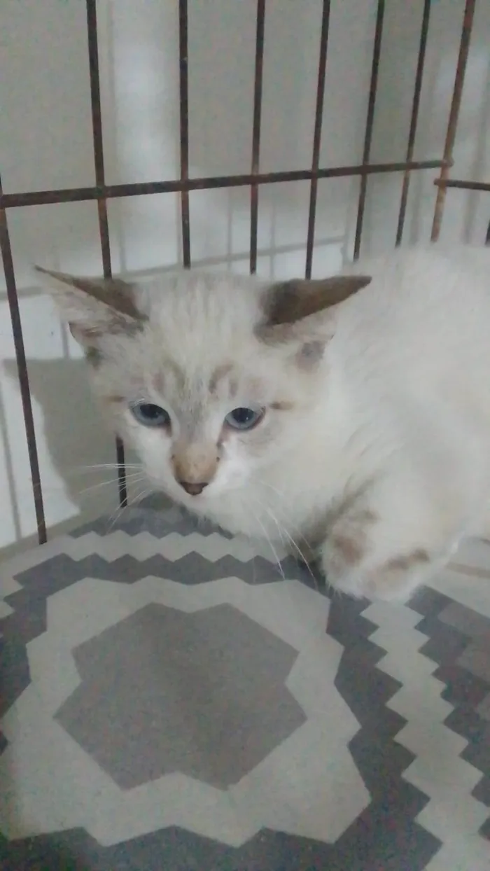 Gato raça SRD  idade 1 ano nome Bento - olhos Azuis 