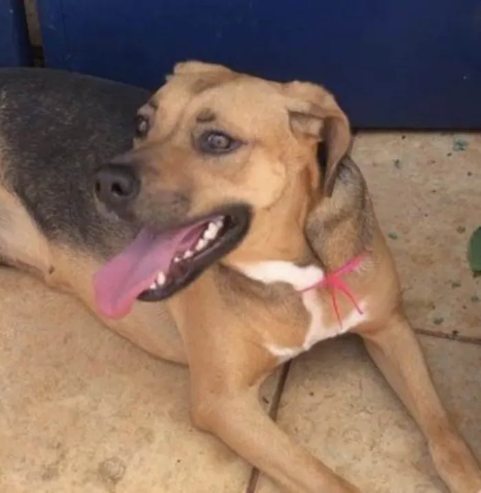 Cachorro ra a Mestica  idade 2 anos nome Flor 