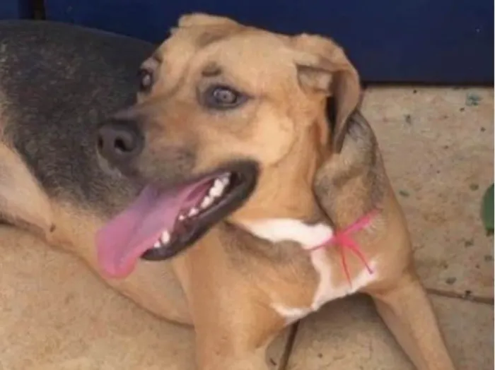 Cachorro ra a Mestica  idade 2 anos nome Flor 