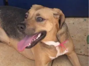 Cachorro raça Mestica  idade 2 anos nome Flor 