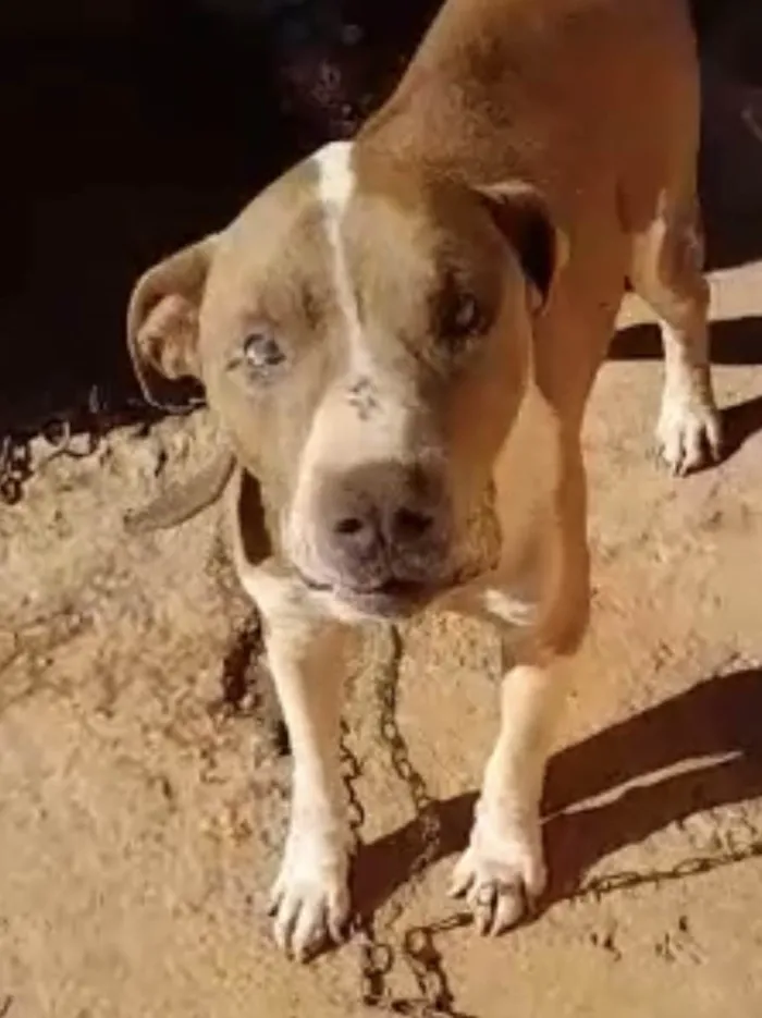 Cachorro ra a Mestico  idade 1 ano nome Eros 