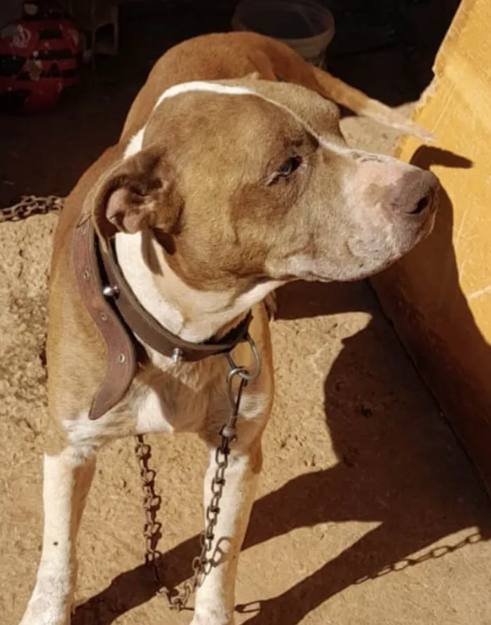 Cachorro ra a Mestico  idade 1 ano nome Eros 