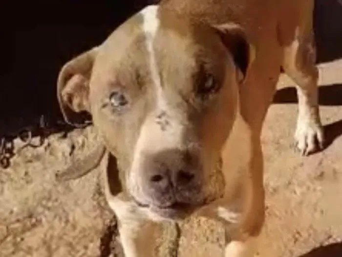 Cachorro ra a Mestico  idade 1 ano nome Eros 