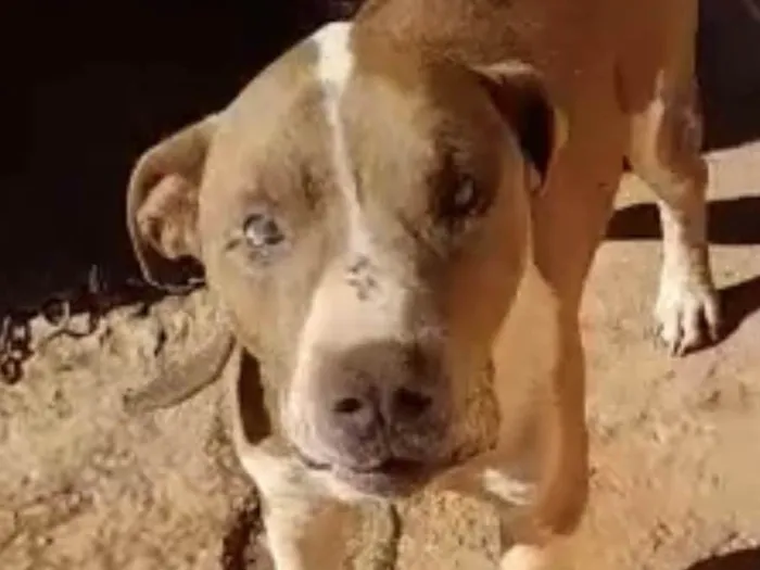 Cachorro ra a Mestico  idade 1 ano nome Eros 