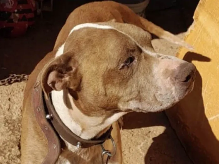 Cachorro ra a Mestico  idade 1 ano nome Eros 