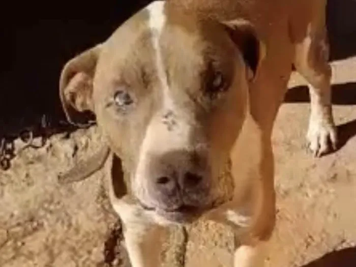 Cachorro ra a Mestico  idade 1 ano nome Eros 