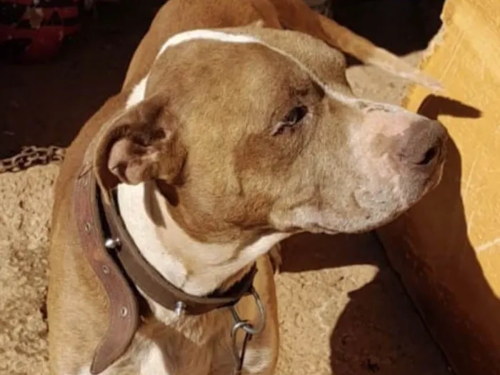 Cachorro ra a Mestico  idade 1 ano nome Eros 