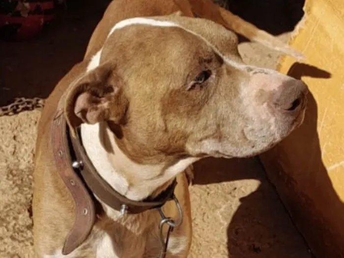 Cachorro ra a Mestico  idade 1 ano nome Eros 