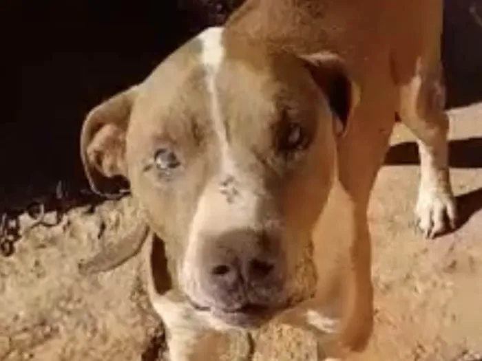 Cachorro ra a Mestico  idade 1 ano nome Eros 