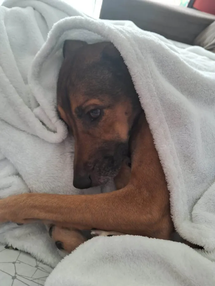 Cachorro ra a Vira lata idade 3 anos nome Belinha