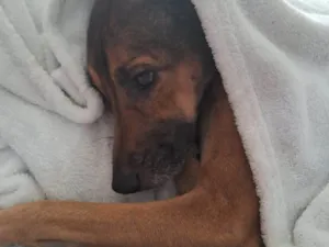 Cachorro raça Vira lata idade 3 anos nome Belinha