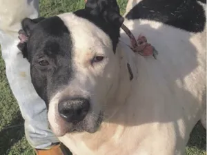 Cachorro raça Mestico idade 7 a 11 meses nome Thor