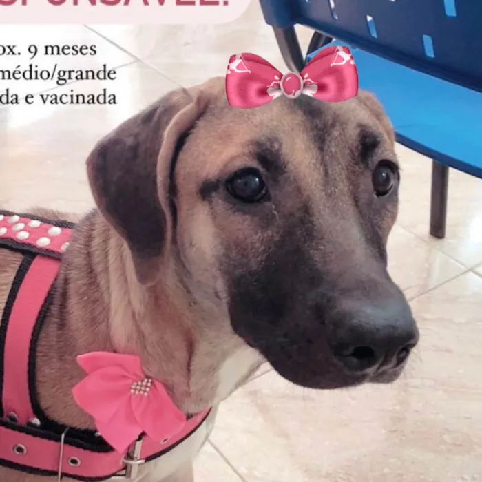 Cachorro ra a Mestica  idade 7 a 11 meses nome Lua 