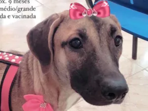 Cachorro raça Mestica  idade 7 a 11 meses nome Lua 