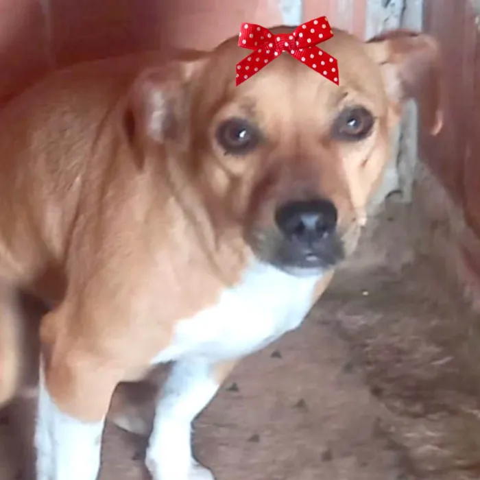 Cachorro ra a Mestica  idade 2 anos nome Princesa 