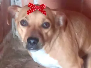 Cachorro raça Mestica  idade 2 anos nome Princesa 