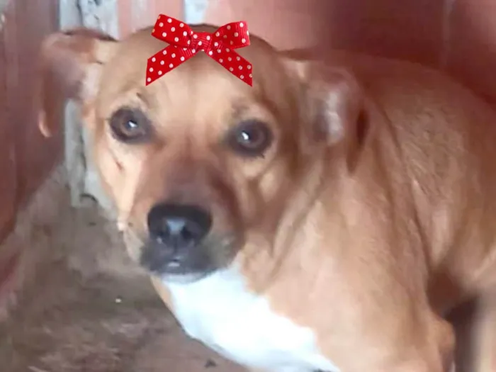 Cachorro ra a Mestica  idade 2 anos nome Princesa 