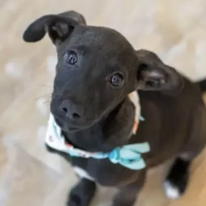 Cachorro ra a Mestico  idade Abaixo de 2 meses nome Zeus 