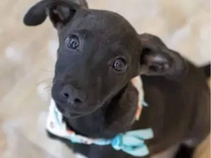 Cachorro ra a Mestico  idade Abaixo de 2 meses nome Zeus 