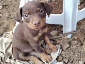 Cachorro raça SRD idade Abaixo de 2 meses nome ADOÇÃO URGENTE 