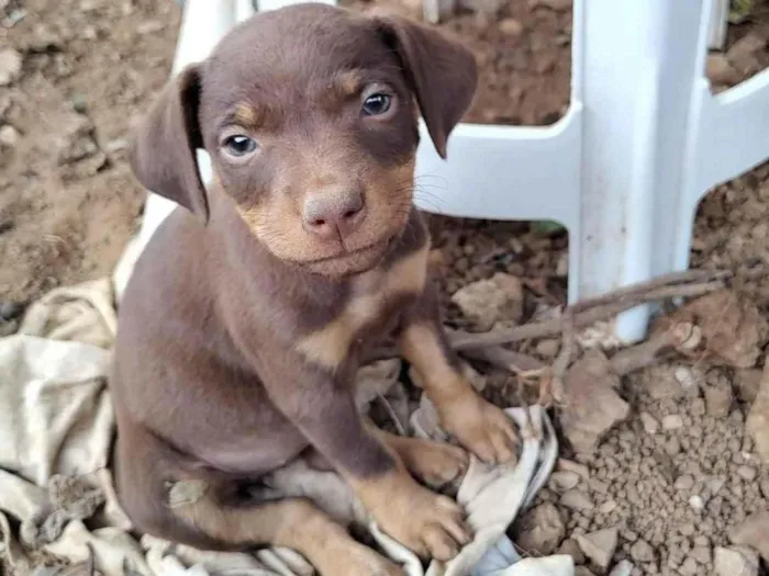 Cachorro ra a SRD idade Abaixo de 2 meses nome ADOÇÃO URGENTE 